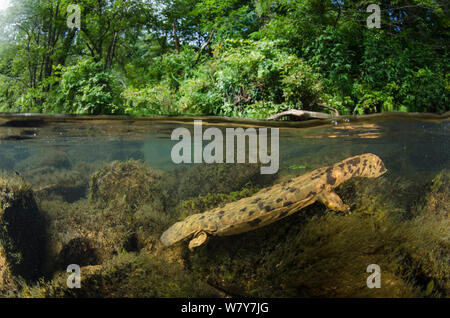 Osteuropa (Cryptobranchus alleganiensis hellbender alleganiensis) Hiwassee Fluss, Cherokee National Forest, Tennessee, USA, Juli. Stockfoto