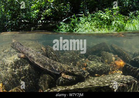 Osteuropa (Cryptobranchus alleganiensis hellbender alleganiensis) im Stream. Coopers Creek, Chattahoochee National Forest, Georgia, USA, Juli. Stockfoto