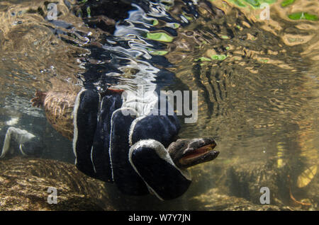 Osteuropa (Cryptobranchus alleganiensis hellbender alleganiensis) in der Hand der Forscher. Coopers Creek, Chattahoochee National Forest, Georgia, USA, Juli. Stockfoto