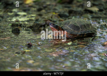 Holz Schildkröte (Glyptemys insculpta) unverlierbaren, tritt in Nordamerika, gefährdete Arten. Stockfoto
