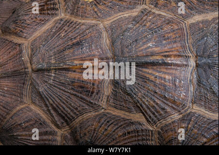 Holz Schildkröte (Glyptemys insculpta) Panzers detail. Captive, tritt in Nordamerika, gefährdete Arten. Stockfoto