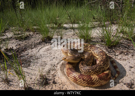 Florida pine snake (Pituophis melanouecus mugitus) Orianne Indigo Snake bewahren, Telfair County, Georgia, USA, Juli. Captive, tritt in Florida, Alabama, Georgia und South Carolina. Stockfoto