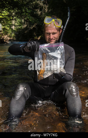 Forscher Stephen Speer suchen an der Östlichen hellbender (Cryptobranchus alleganiensis) im Beutel. Cooper &#39;s Creek, Chattahoochee National Forest, Georgia, USA, Juli 2014. Stockfoto