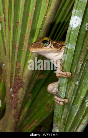 Laubfrosch (Osteocephalus taurinus) Yasuni Nationalpark, Amazonas Regenwald, Ecuador. Südamerika. Stockfoto