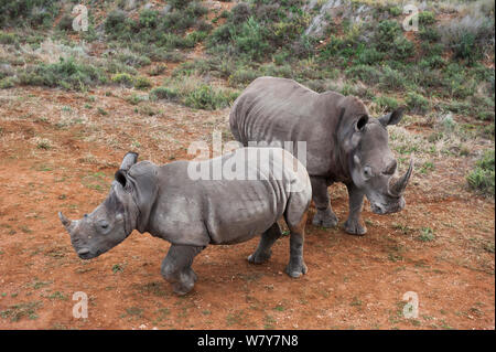 Weiße Nashörner (Rhinocerotidae)) Mutter und Kalb in Private Reserve vom Kruger National Park freigegeben. Teil einer Bevölkerung management Scheme, Großen Karoo, Krüger Nationalpark, Südafrika. Stockfoto