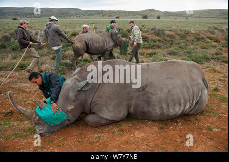 Weiße Nashörner (Rhinocerotidae)) und Kalb in Private Reserve freigegeben wird. Teil einer Bevölkerung. Großen Karoo, Südafrika. Stockfoto