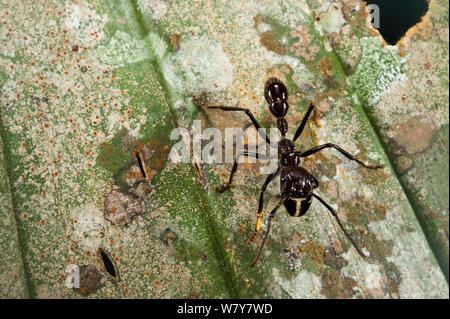 Conga Ant (Paraponera clavata) Yasuni Nationalpark, Amazonas Regenwald, Ecuador, Südamerika. Stockfoto