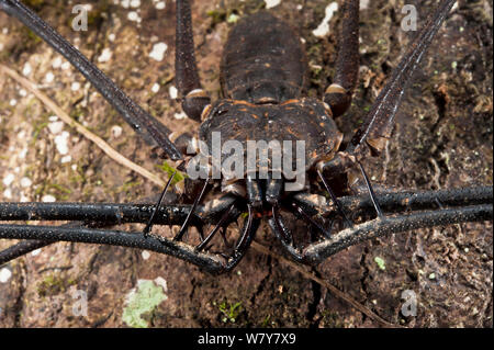 Schwanzlose Peitsche Scorpion (Amblypygi) Yasuni Nationalpark, Amazonas Regenwald, Ecuador, Südamerika Stockfoto