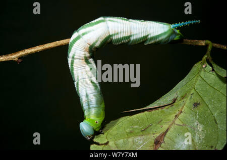 Tabakkäfer Caterpillar (Schwärmer) Yasuni Nationalpark, Amazonas Regenwald, Ecuador, Südamerika Stockfoto