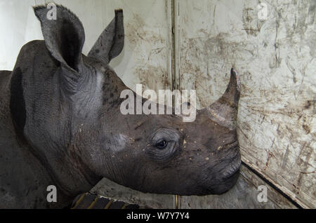 Weiße Nashörner (Rhinocerotidae)) in der Kiste in Private Reserve auf der Großen Karoo vom Kruger National Park, die freigegeben werden soll, Stockfoto