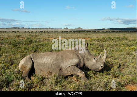 Weiße Nashörner (Rhinocerotidae)) in der Großen Karoo vom Kruger National Park, Private Reserve, Südafrika veröffentlicht. Gefährdete Arten. Stockfoto