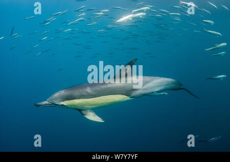 Lange-beaked common Delfine (Delphinus capensis) Fütterung auf Sardinen, (sardinops Biographie <) Eastern Cape, Südafrika Stockfoto