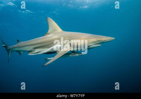 Oceanic Black Tip shark (Carcharhinus limbatus) mit schiffshalter (schiffshalter schiffshalter) Umkomaas. KwaZulu Natal, Südafrika. Stockfoto