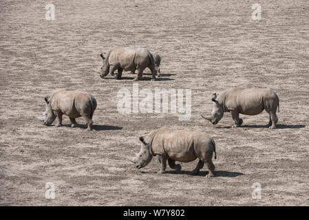 Weiße Nashörner (Rhinocerotidae)) Herde mit Kalb, grossen Karoo. Private Reserve, Südafrika. Gefährdete Arten Stockfoto