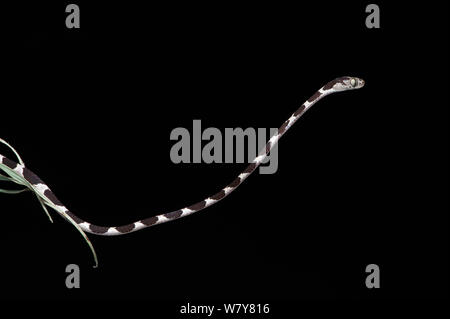 Blunthead tree snake (Imantodes cenchoa) juvenile hingen Zweig, Yasuni Nationalpark, Amazonas Regenwald, Ecuador, Südamerika. Stockfoto