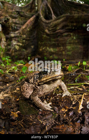 Cane Toad (Rhinella marina) Yasuni Nationalpark, Amazonas Regenwald, Ecuador, Südamerika. Stockfoto