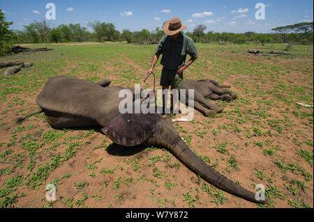 Mitglied der capture Team mit Wasser tranquilized Elefanten (Loxodonta africana). Die Elefanten hatten von einem Hubschrauber stürzte, um die Reserve von entronnen war, der zurückgegeben werden soll. Simbabwe, November 2013. Stockfoto