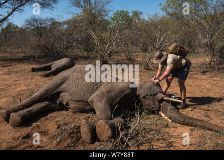 Mitglied der capture Team mit Tranquilized Elefanten (Loxodonta africana). Die Elefanten hatten von einem Hubschrauber stürzte, um die Reserve von entronnen war, der zurückgegeben werden soll. Simbabwe, November 2013. Stockfoto