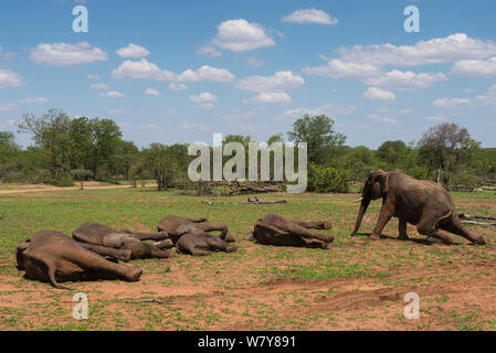 Tranquilized Elefanten (Loxodonta africana) Aufwachen nach der Verlagerung. Sie hatten von einem Hubschrauber stürzte und wurden der finden Sie geflohen waren, zurück. Simbabwe, November 2013. Stockfoto