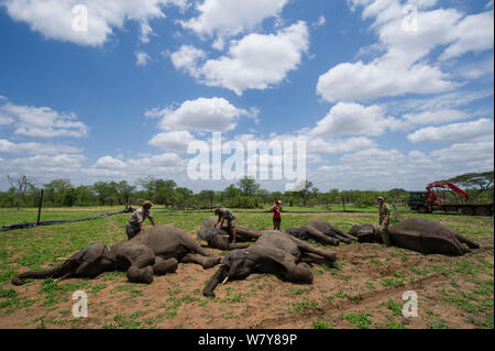 Tranquilized Elefanten (Loxodonta africana) Aufwachen nach der Verlagerung. Sie hatten von einem Hubschrauber stürzte und wurden der finden Sie geflohen waren, zurück. Simbabwe, November 2013. Stockfoto