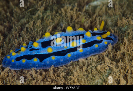 Sky blue Nembrotha Dorid Nacktschnecke (Phyllidia coelestis) Coral Reef, Fiji, Südsee. Stockfoto