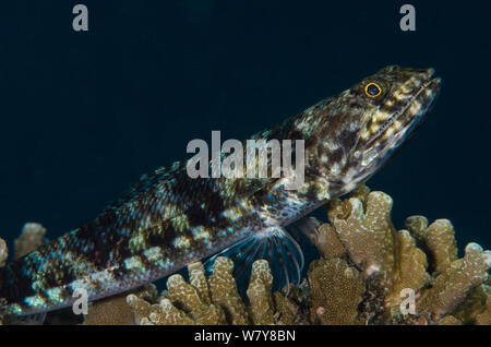 Reef lizardfish (Synodus variegatus) Coral Reef, Koro Island, Fidschi, South Pacific. Stockfoto