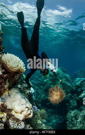 Diver Marlen Zigler controlling Bevölkerung von Crown-of-Dornen Sea Stars (Acanthaster planci), da diese Arten können sehr schädlich für Korallenriffe. Koro Island, Fidschi, South Pacific, April 2014. Stockfoto