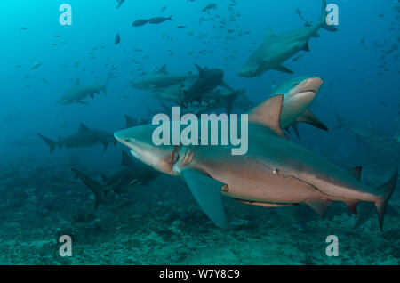 Bull Haie (Carcharhinus Leucas) in (Benga) Beqa Lagoon, eine Reserve, wo Haie als Teil eines kommerziellen Tauchen gefüttert werden. Viti Levu, Fidschi, Südpazifik. Stockfoto