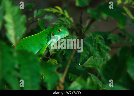 Fidschi Kurzkammleguan (Brachylophus fasciatus) Fidschi, South Pacific. Captive, endemisch auf Fidschi, gefährdete Arten. Stockfoto