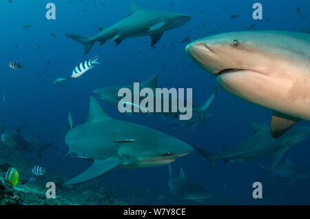 Bull Haie (Carcharhinus Leucas) in (Benga) Beqa Lagoon, eine Reserve, wo Haie als Teil eines kommerziellen Tauchen gefüttert werden. Viti Levu, Fidschi, Südpazifik. Stockfoto