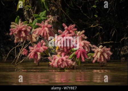 Rosa Blumen (Triplaris sp) am Rand von Wasser, nördlichen Pantanal, Mato Grosso, Brasilien. Stockfoto