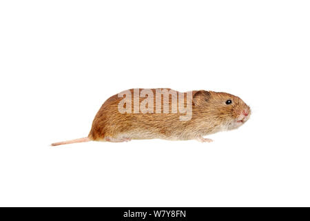 Bank vole (Clethrionomys glareolus), Garten im Barnt Green, Worcestershire, Großbritannien, Juli. meetyourneighbors.net Projekt Stockfoto