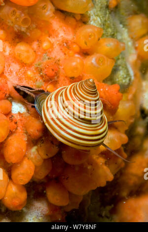 Blaue obere Schnecke (Calliostoma ligatum), Alaska, United States, North Pacific Ocean. Stockfoto