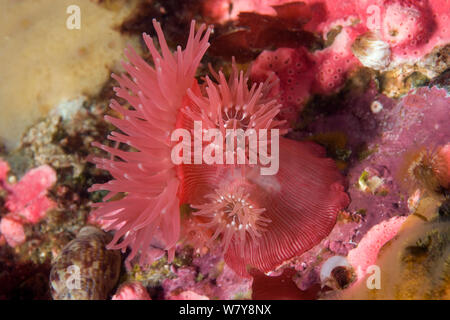 Brütende Anemone (Epiactis prolifera), Alaska, United States, North Pacific Ocean. Stockfoto