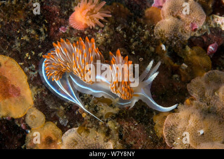 Opaleszierende Nacktschnecke (Hermissenda crassicornis), Alaska, United States, North Pacific Ocean. Stockfoto