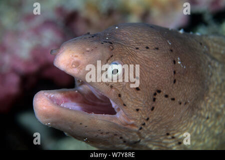 Geometrische Moray (Gymnothorax griseus), Aldabra Atoll, Weltnaturerbe, Seychellen, Indischer Ozean. Stockfoto