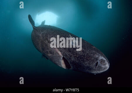 Grönlandhai (Somniosus Microcephalus) mit parasitischen Copepoden (Ommatokoita Elongata), unter Eis, Lancaster Sound, Nunavut, nördlichen Baffin Island, Kanada, Arktis. Stockfoto