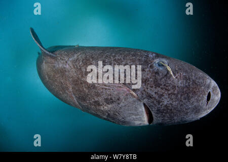 Grönlandhai (Somniosus Microcephalus) mit parasitischen Copepoden (Ommatokoita Elongata), unter Eis, Lancaster Sound, Nunavut, nördlichen Baffin Island, Kanada, Arktis. Stockfoto