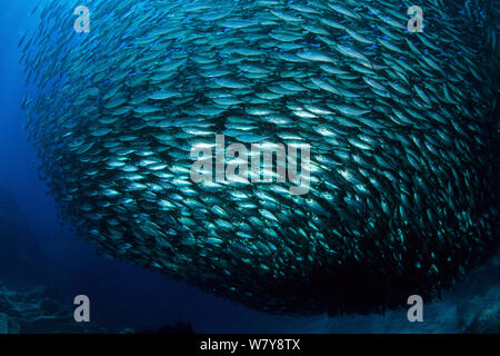 Pacific flatiron Hering (Harengula thrissina) Köder ball, Meer von Cortez, Halbinsel Baja California, Mexiko, Ost Pazifik. Stockfoto