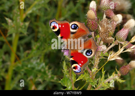 Tagpfauenauge (Nymphalis io) auf schleichende Thistle (Cirsium arvense), Cheshire, UK, August. Stockfoto