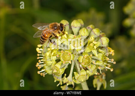 Honigbiene (Apis mellifera) Fütterung auf Efeu (Hedera helix) Blüte. Cheshire, Großbritannien, September. Stockfoto