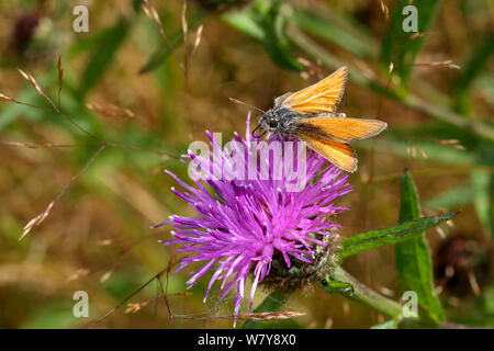 Kleine skipper (Thymelicus sylvestris) Fütterung auf flockenblume (Centaurea nigra) in der Wiese. Cheshire, Großbritannien, August. Stockfoto