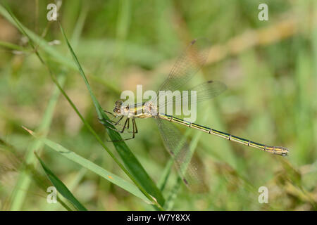 Emerald damselfly (Lestes sponsa) Weibchen auf ein Gras Stammzellen thront, Studland Heide, Hampshire, Großbritannien, Juli. Stockfoto