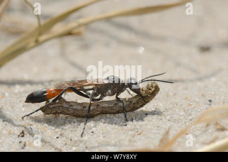 Heide sand Wasp (Ammophila pubescens) Durchführung einer Raupe zu sein Nest als Nahrung für die Larven, Studland Heide, Dorset, Großbritannien, Juli gelähmt hat. Stockfoto
