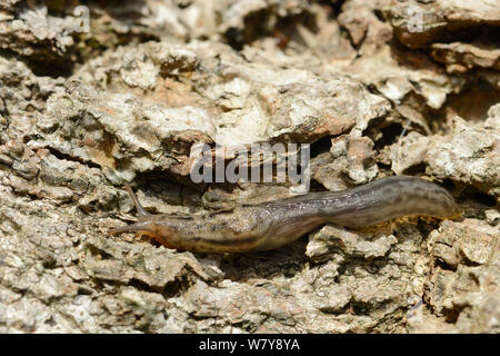 Großen grauen Slug (Limax maximus) Crawling in Rinde an der Basis einer Eiche, Gloucestershire, Großbritannien, Oktober. Stockfoto