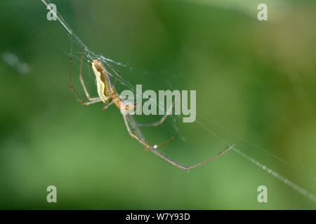 Lange backen orbweaver (Tetragnatha montana) auf Web, am Fluss Wiese, Wiltshire, UK, Mai. Stockfoto