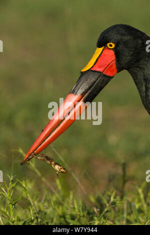 Sattel-billed Stork (Ephippiorhynchus senegalensis) Fang ein Frosch, Masai-Mara Game Reserve, Kenia. Februar. Stockfoto