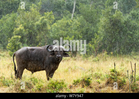 Afrikanischer Büffel (Syncerus Caffer) Beweidung im Regen, Masai-Mara Game Reserve, Kenia. März. Stockfoto