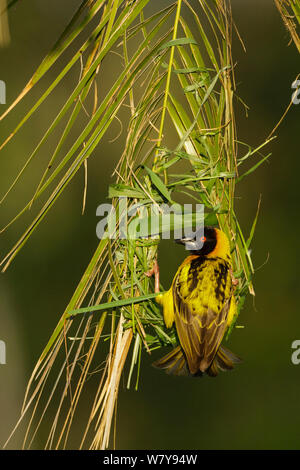 Dorf Weaver Vogel (Ploceus Cucullatus) Männchen bauen ein Nest nach dem Regen, Masai Mara Game Reserve, Kenia. Februar. Stockfoto