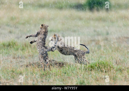 Zwei Jungen Geparden (Acinonyx jubatus) spielen im Regen, Masai-Mara Game Reserve, Kenia. Februar. Stockfoto